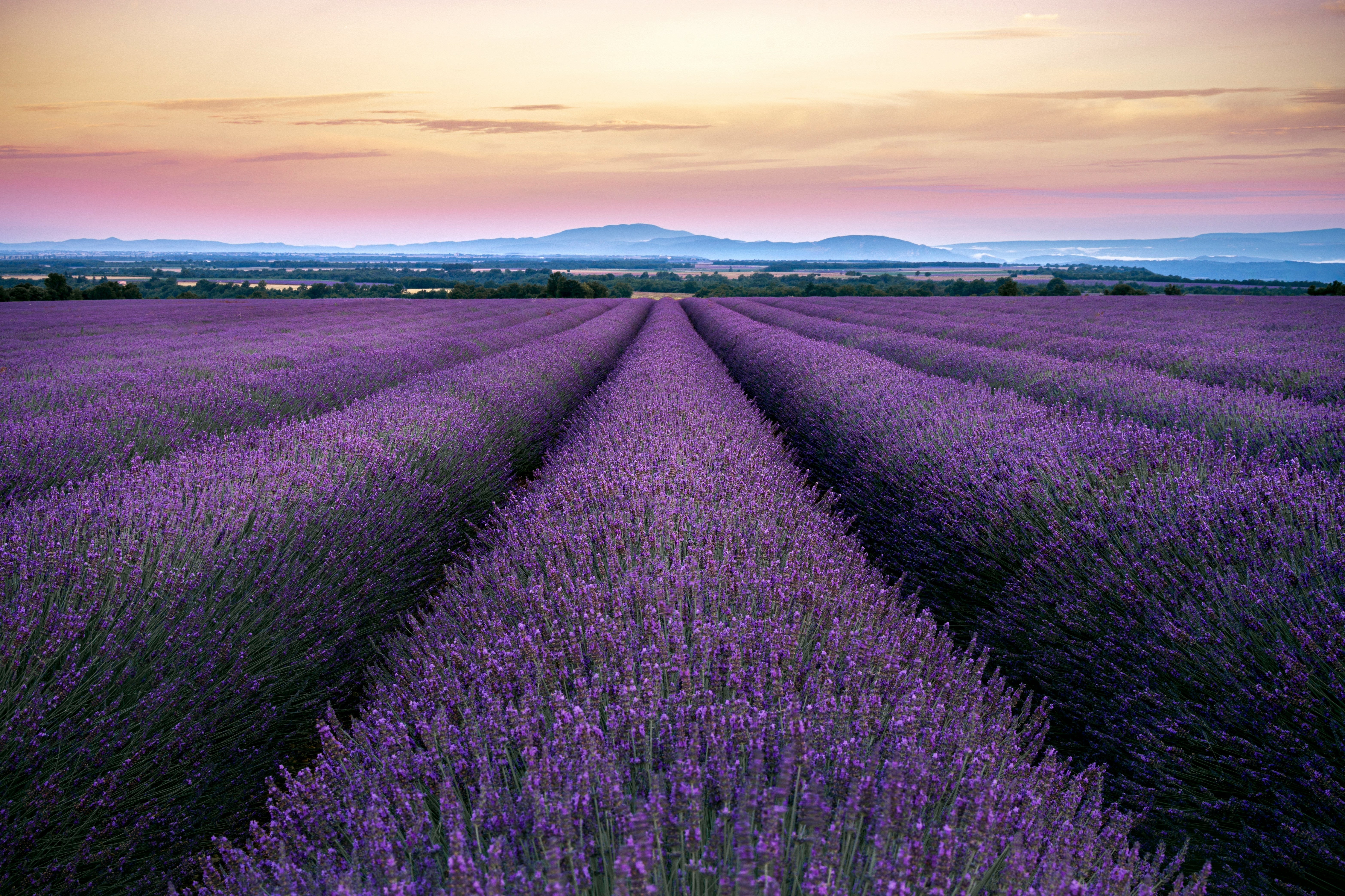 Lavender from Provence, France